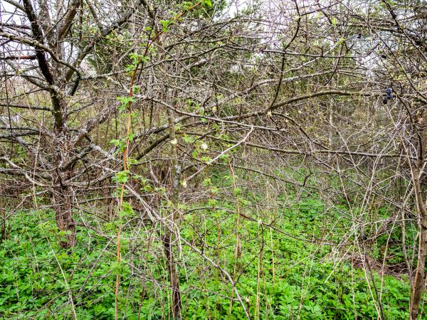 Underbrush Clearing in Roseville