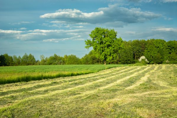 Cost of Vegetation Removal in Roseville