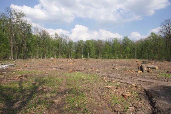 Cost of Pasture Clearing in Roseville