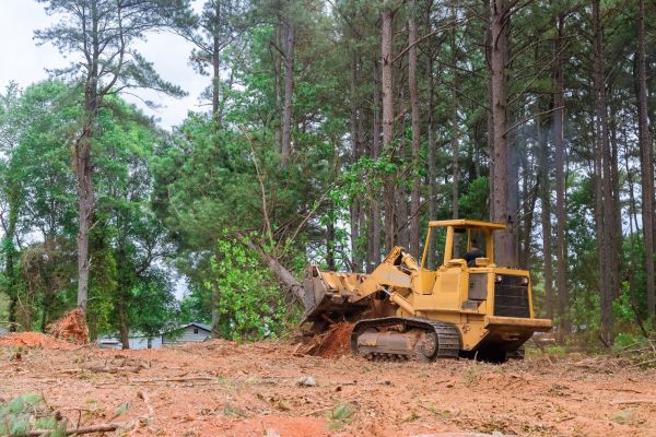 Forest Thinning in Roseville