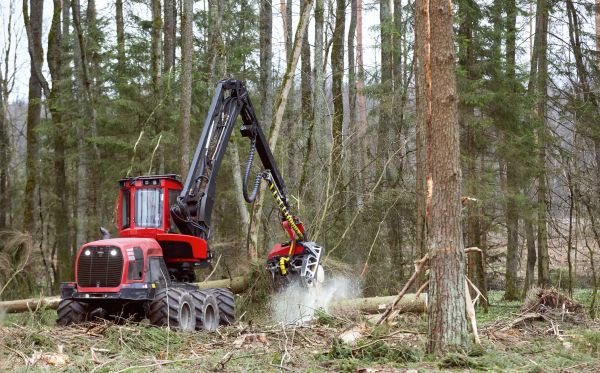 Cost of Forest Clearance Service in Roseville