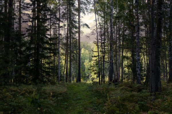Cost of Pine Tree Clearing in Roseville