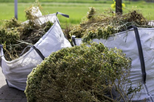 Cost of Bushes Clearing in Roseville