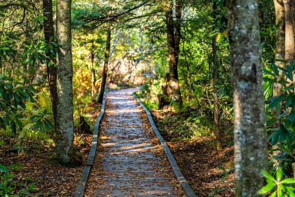 Cost of Trail Clearing in Roseville
