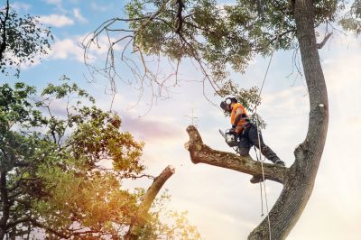 Tree Removal Services